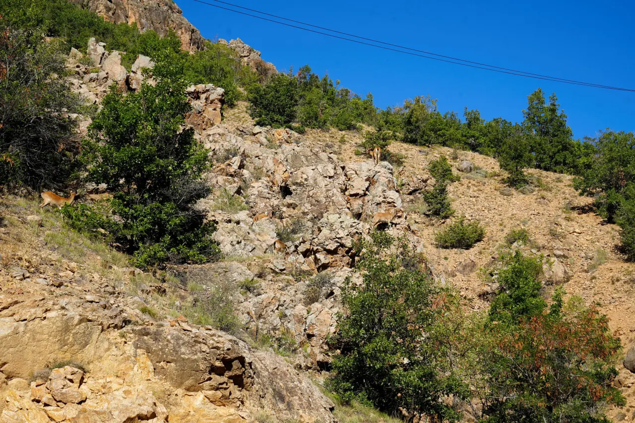Gümüşhane'de Yaban Keçileri Yol Kenarında Sürü Halinde Görüntülendi 3