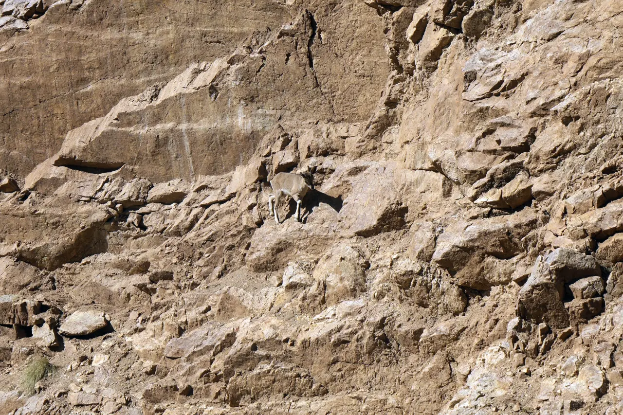 Gümüşhane'de Yaban Keçileri Yol Kenarında Sürü Halinde Görüntülendi 5