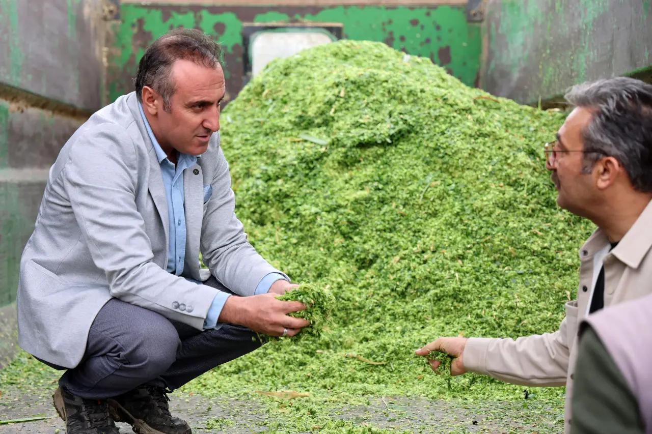 Kelkit'te Hayvancılığa Can Suyu Olacak Fil Otu Hasadı Yapıldı 15