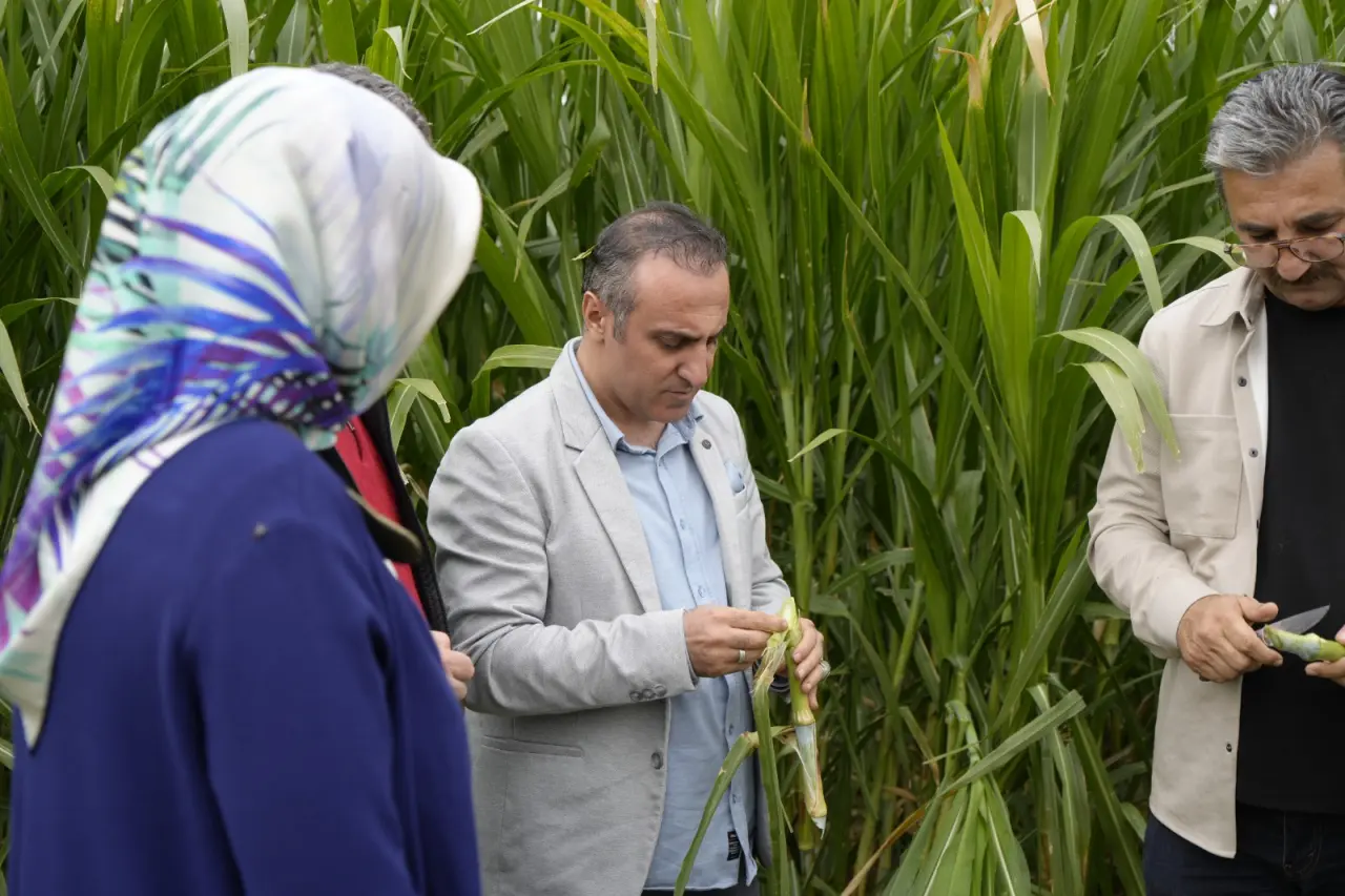 Kelkit'te Hayvancılığa Can Suyu Olacak Fil Otu Hasadı Yapıldı 2