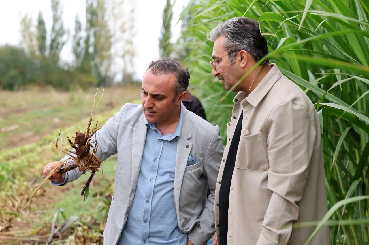 Kelkit'te Hayvancılığa Can Suyu Olacak Fil Otu Hasadı Yapıldı 19