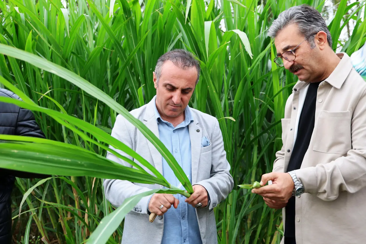 Kelkit'te Hayvancılığa Can Suyu Olacak Fil Otu Hasadı Yapıldı 12