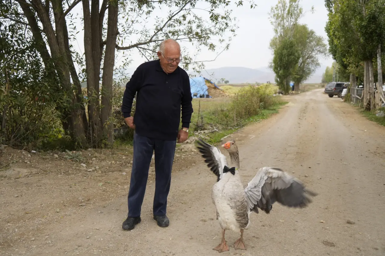 Gümüşhane'de dışlanan kaz "Juniour" İsmail Dede'nin gölgesi oldu 3