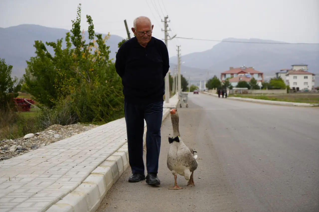 Gümüşhane'de dışlanan kaz "Juniour" İsmail Dede'nin gölgesi oldu 6