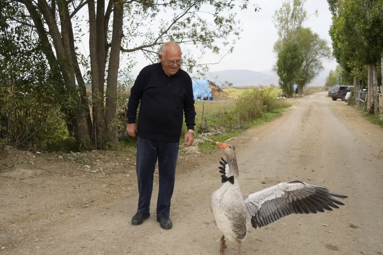 Gümüşhane'de dışlanan kaz "Juniour" İsmail Dede'nin gölgesi oldu 4