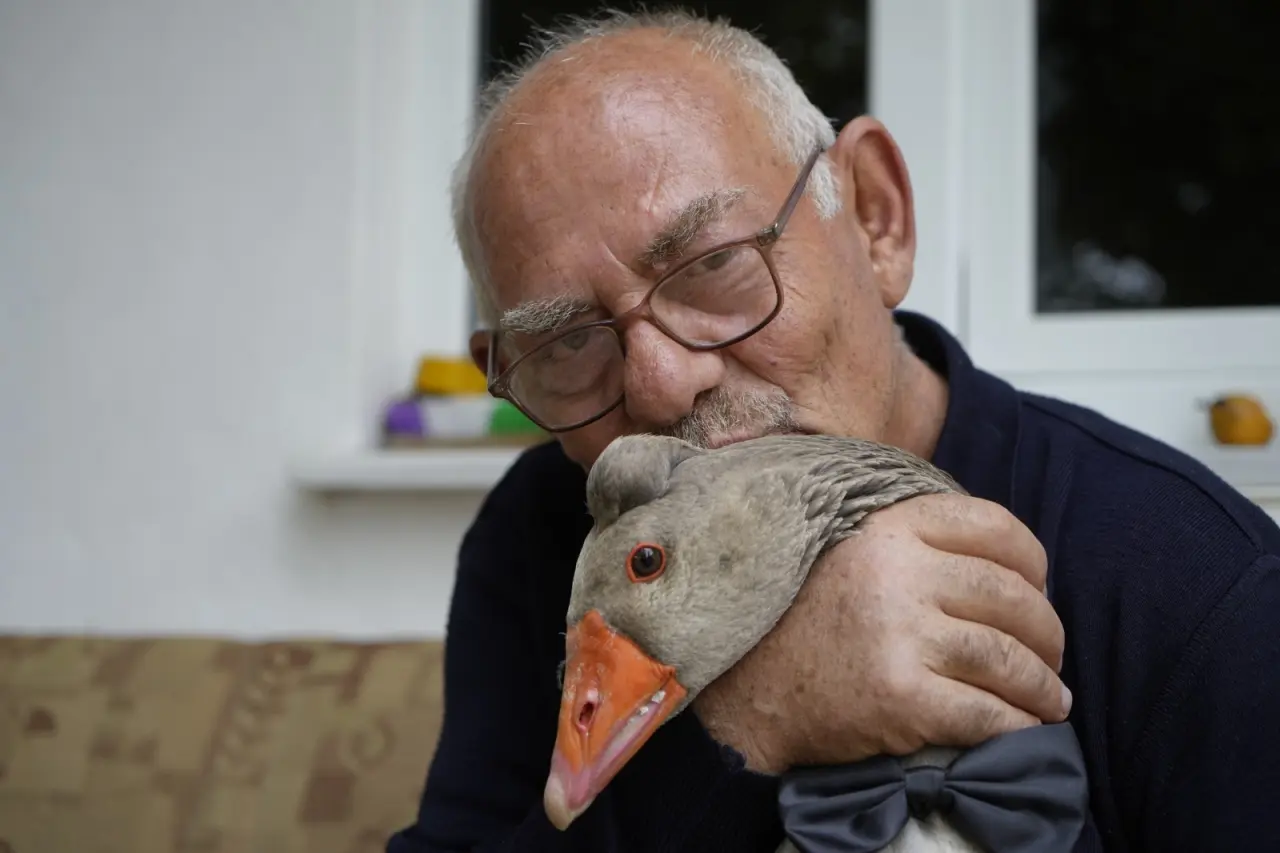 Gümüşhane'de dışlanan kaz "Juniour" İsmail Dede'nin gölgesi oldu 7