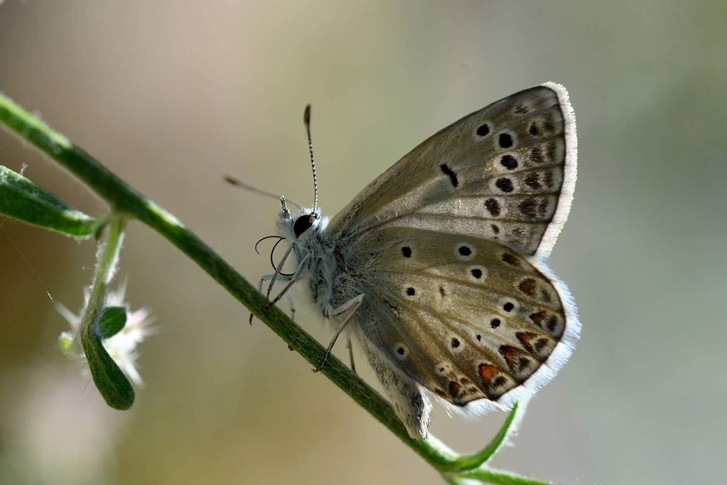 86 kelebek türünün fotoğraflandığı kamp süresince Gümüşhane’ye özgü bir kelebek türü olan ve şu ana kadar çok az kişi tarafından fotoğraflanan Çokgözlü Torul Mavisi de (Polyommatus torulensis) bolca görüntülendi.