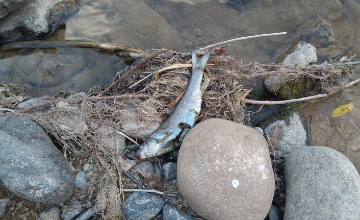 Harşit çayında şüpheli balık ölümleri