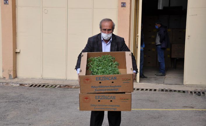 Gumushane De Ciftcilere 283 Bin Adet Sebze Fidesi Dagitildi Haberi Haberleri Gumushane Haber