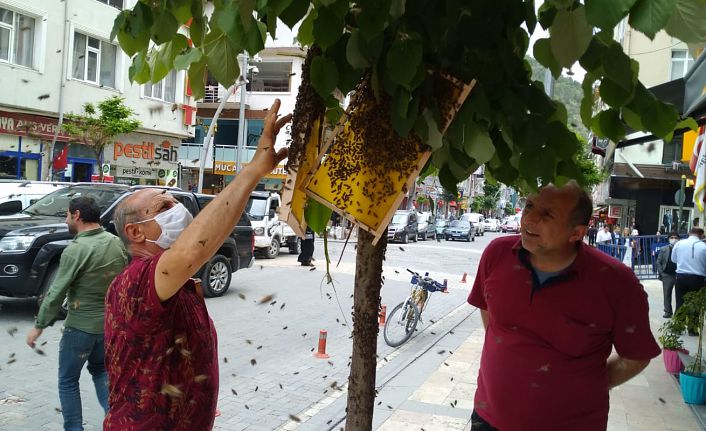 Oğul veren arılar cadde ortasındaki ağaca konunca paniğe neden oldu
