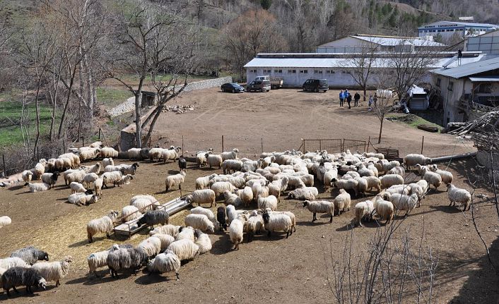 Koyunlar sahiplerine teslim edilmeye başlandı