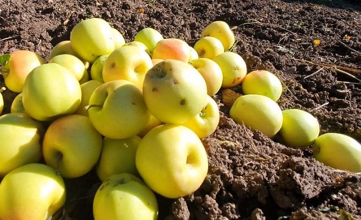 GÜMÜŞSU döküntü elmaları ekonomiye kazandırıyor