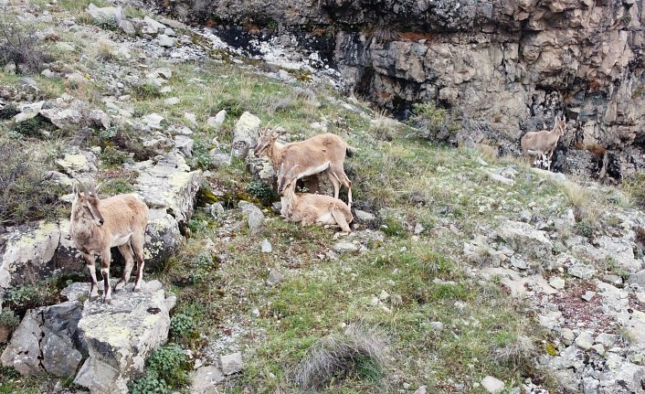 Dağların süsü yaban keçileri Gümüşhane’de dronla görüntülendi
