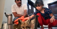 Gümüşhane’de yaralanan yavru tilki tedavi altına alındı