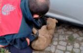Araç altına sıkışan yavru köpeği itfaiye ekipleri kurtardı