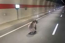 Kestirme olsun diye tüneli kullanan uyanık ayı kameralara yakalandı
