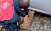 Araç altına sıkışan yavru köpeği itfaiye ekipleri kurtardı