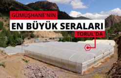 Gümüşhane’nin en büyük sera alanını Torul Belediyesi kurdu