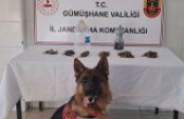 Jandarma’dan Şiran’da uyuşturucu operasyonu