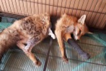 Ayağı kırılan Kızıl Tilki'ye plak takılarak tedavi altına alındı