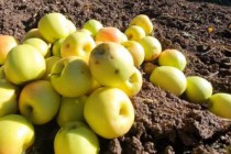 GÜMÜŞSU döküntü elmaları ekonomiye kazandırıyor