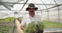 100 yıllık tohumlarla ‘Osmanlı domatesi’ fidesi üretiyor