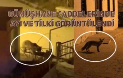 Gümüşhane caddelerinde ayı ve tilki görüntülendi