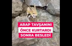 Nesli tehlikedeki Arap tavşanını önce kurtardı sonra elleriyle besledi