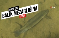 Harşit Çayı balık mezarlığına döndü!