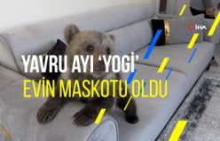 Yavru ayı ‘Yogi’ evin maskotu oldu