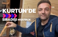 Gümüşhane’de sıra dışı misafirlik: Tilki, ev sahiplerinin dostu oldu