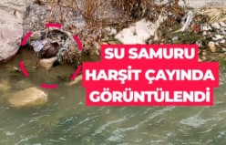 Su samuru Harşit Çayı’nda görüntülendi