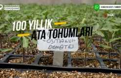 100 yıllık tohumlarla ‘Osmanlı domatesi’ fidesi üretiyor