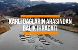 Karlı dağların arasından dünyaya balık ihracatı