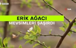 Gümüşhane’de Eylül ayının ortasında erik ağacı çiçek açtı