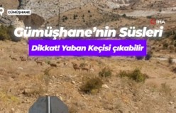 Yaban keçileri Gümüşhane'nin doğal güzelliğine renk kattı