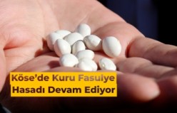 Köse'de kuru fasulye hasadı devam ediyor