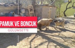 Pamukla Boncuk’un o anları gülümsetti