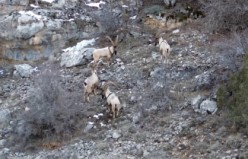 Yaban keçileri ve ayılar dronla görüntülendi