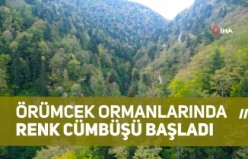 Doğa harikası Örümcek Ormanlarında renk cümbüşü başladı