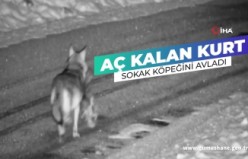 Aç kalan kurtlar sokak köpeğini avladı