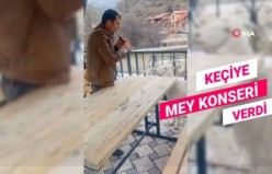 Keçiye “mey” konseri verdi, binlerce kez izlendi