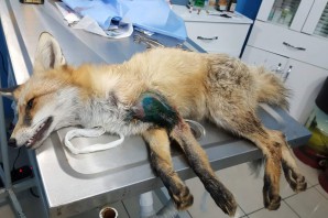 Ayağı kırılan Kızıl Tilki'ye plak takılarak tedavi altına alındı