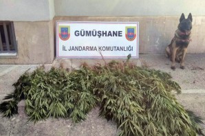 Gümüşhane’de Jandarma’dan uyuşturucu operasyonu