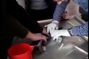 Yaralı yavru kediyi akademisyen ve öğrenciler tedavi etti