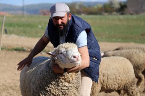 Gümüşhane’de ‘Ile de France’ ırkı koyunlar üreticinin yüzünü güldürüyor