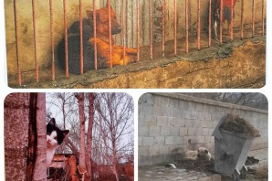 Hayvanseverler Kulübü Resim ve Fotoğraf yarışması düzenledi