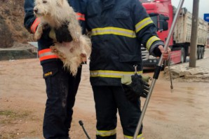 Harşit çayına düşen köpek kurtarıldı