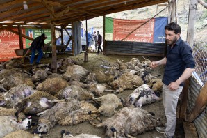 Gümüşhane’de ağıla giren kurtlar 103 koyunu telef etti, 43 koyunu yaraladı