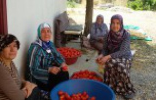 Torul’da kadınlara domates konserve yapımı eğitimi...